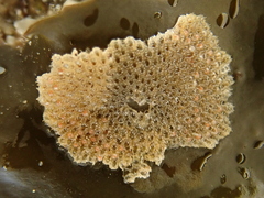 Cauloramphus spiniferum