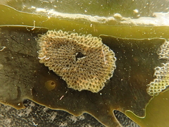 Cauloramphus spiniferum