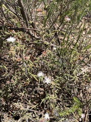 Drosanthemum calycinum