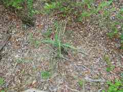 Xerophyta retinervis