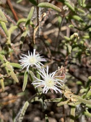 Drosanthemum calycinum