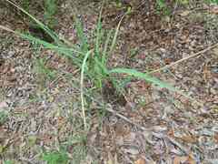 Xerophyta retinervis