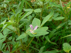 Cleome rutidosperma