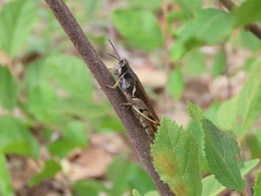 Catantops melanostictus