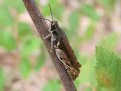 Catantops melanostictus