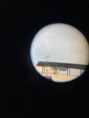 Psittacula alexandri