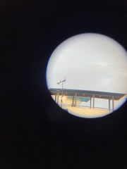 Psittacula alexandri