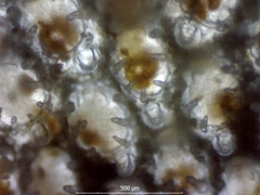 Cauloramphus spiniferum