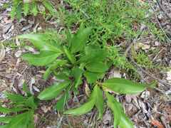 Pygmaeothamnus zeyheri