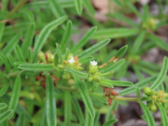 Limeum viscosum transvaalense