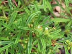 Limeum viscosum transvaalense