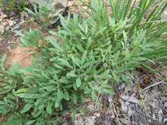 Searsia magalismontana magalismontana