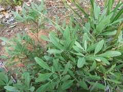 Searsia magalismontana magalismontana