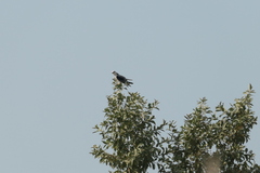 Elanus caeruleus vociferus