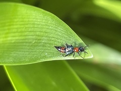 Paederus cruenticollis
