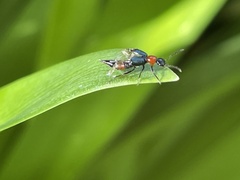 Paederus cruenticollis