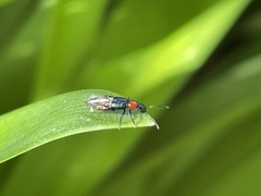 Paederus cruenticollis
