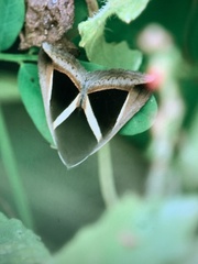 Chalciope mygdon
