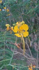 Caesalpinia pulcherrima flava