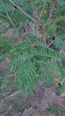 Caesalpinia pulcherrima flava