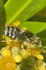 Bembix palmata