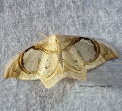 Macrauzata fenestraria