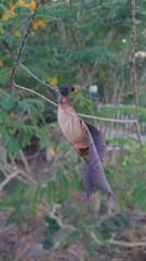 Caesalpinia pulcherrima flava