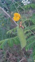 Caesalpinia pulcherrima flava
