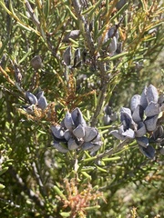 Orites revolutus
