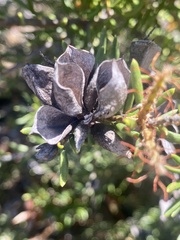 Orites revolutus