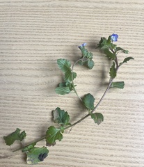 Veronica persica
