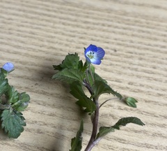 Veronica persica