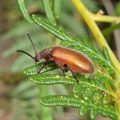 Metriolagria affinis