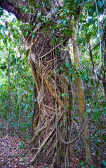 Ficus dendrocida