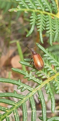 Metriolagria affinis