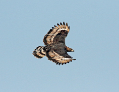 Stephanoaetus coronatus