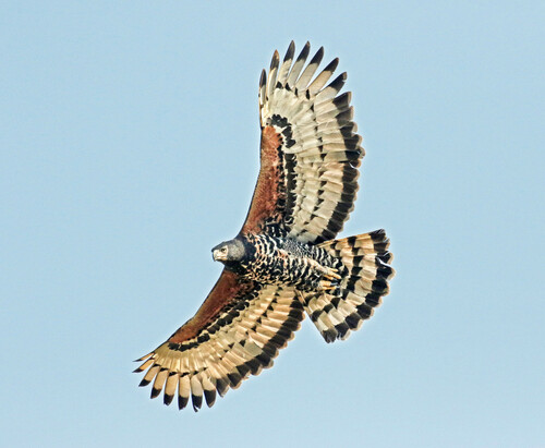 Crowned Eagle