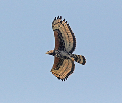 Stephanoaetus coronatus