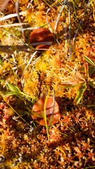 Gymnopilus fulgens