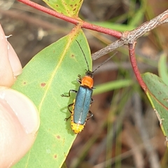 Chauliognathus tricolor
