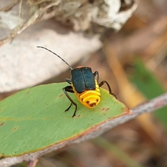Chauliognathus tricolor