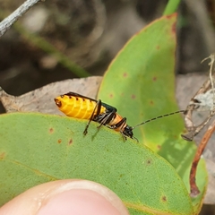 Chauliognathus tricolor