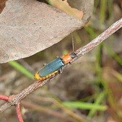Chauliognathus tricolor
