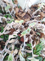 Tradescantia sillamontana