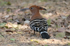 Upupa epops longirostris