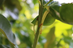 Oecophylla smaragdina