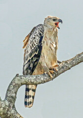 Stephanoaetus coronatus