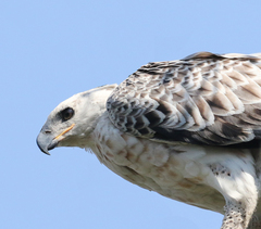 Stephanoaetus coronatus