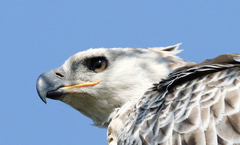 Stephanoaetus coronatus