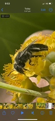Leioproctus
